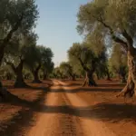 Dove trovare percorsi tra uliveti secolari in Puglia? Le zone che offrono esperienze autentiche da vivere